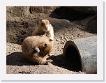 At_the _zoo (3) * 2048 x 1536 * (1.44MB)